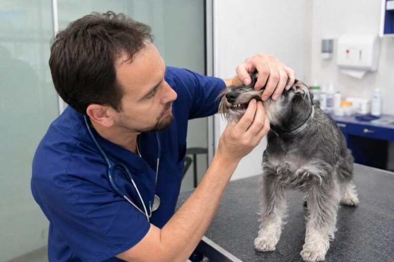 Perro vomita espuma blanca: causas y cuándo es urgente