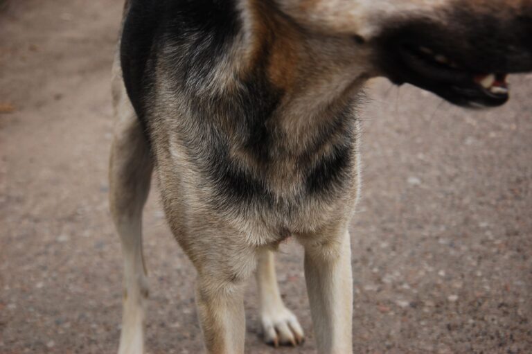 Dermatitis en perros: síntomas, causas y cuándo preocuparse