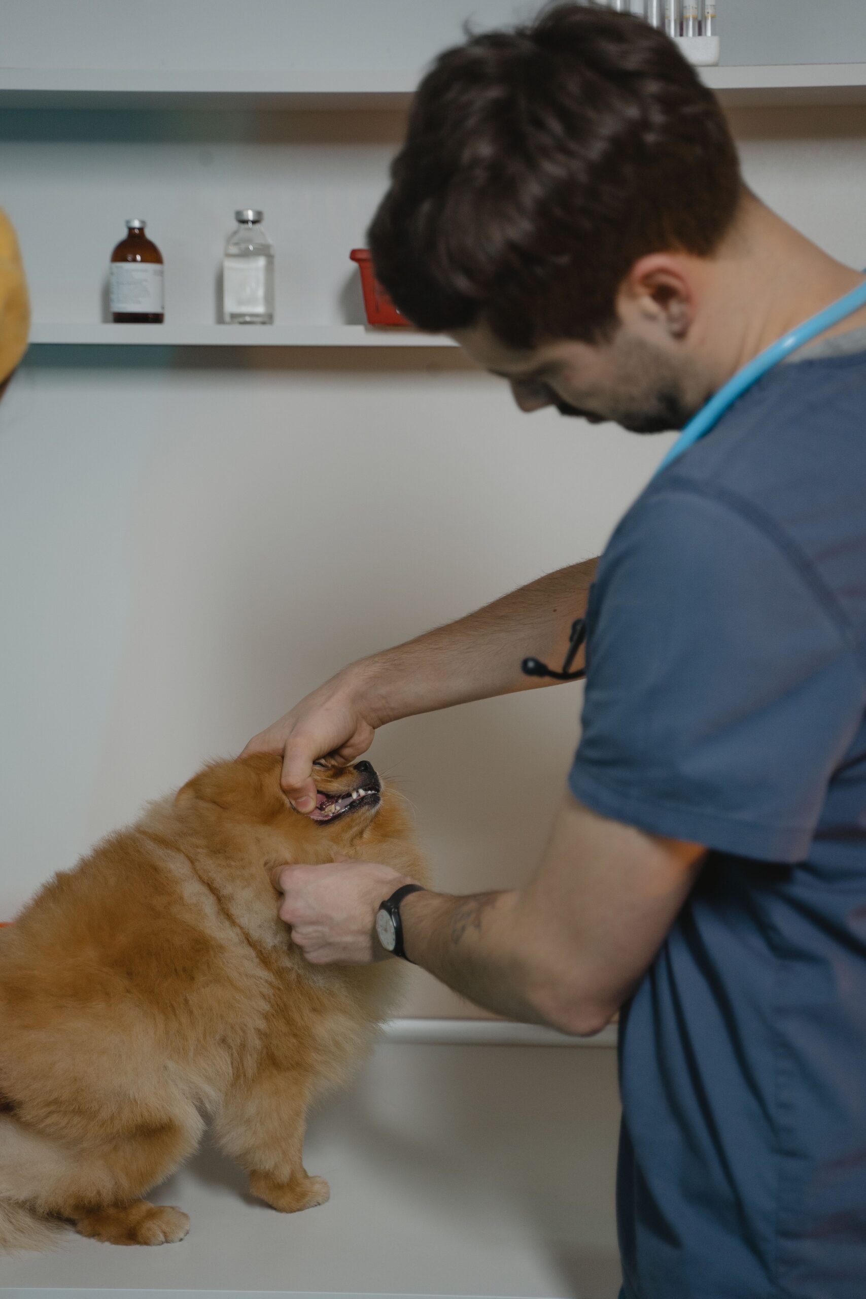 Veterinario revisando la piel de un perro con dermatitis