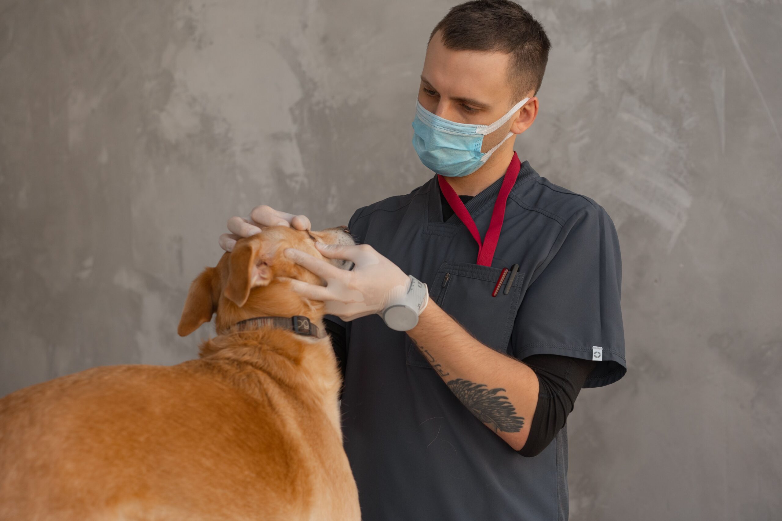 Veterinario revisando a un perro por garrapatas en consulta