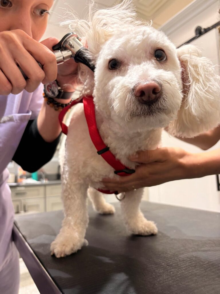 Otitis en perros: síntomas, causas y cuándo es urgente