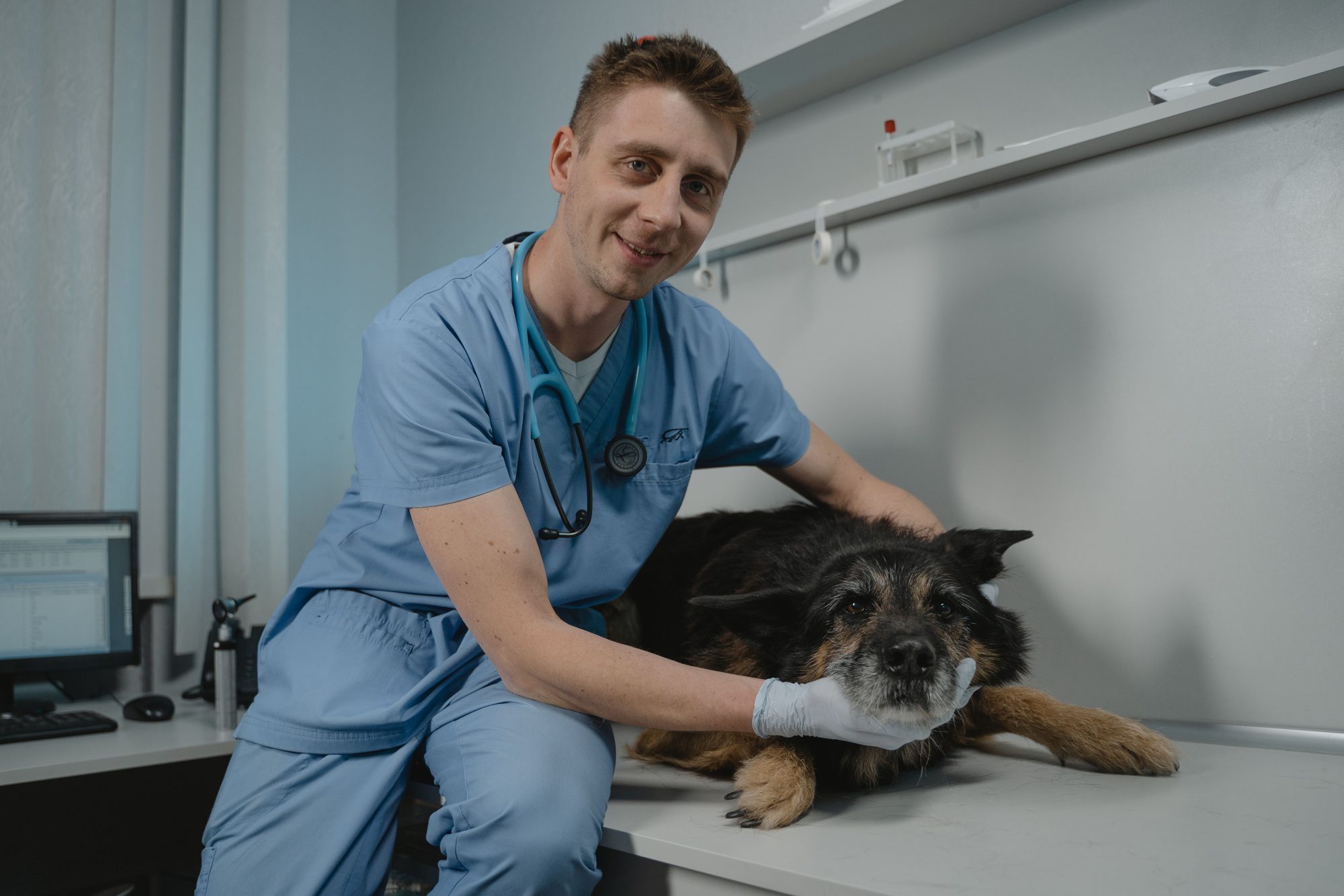 Veterinario examinando el oido de un perro por otitis, revision en consulta
