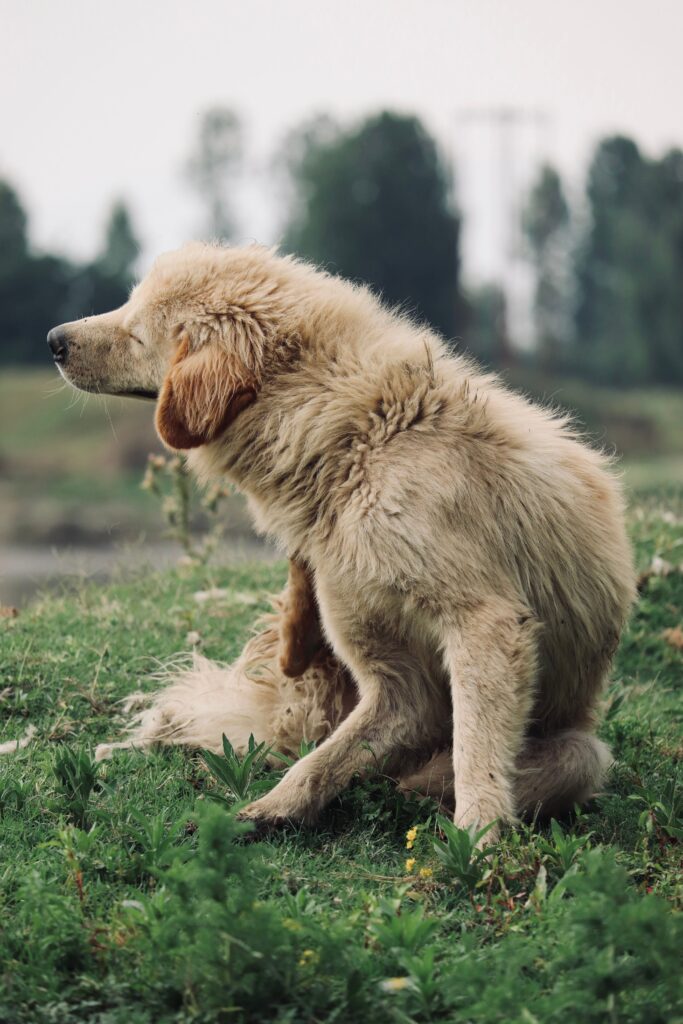 Perro rascándose por pulgas en un jardín
