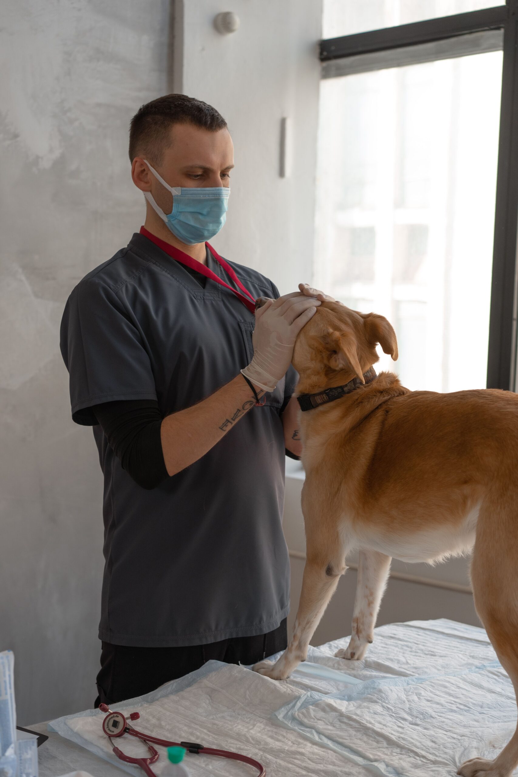 Veterinario examinando a un perro con pulgas