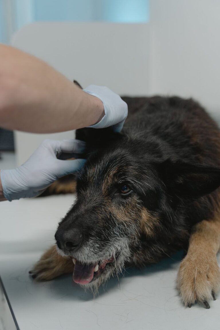 Enfermedad renal en perros: síntomas tempranos y por qué el diagnóstico a tiempo importa